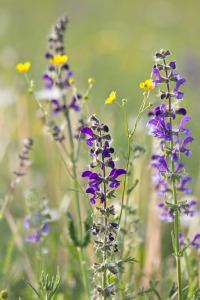 Bild-Nr: 10520717 Wiesenblumen Erstellt von: Stephanie Stephanie Dannecker