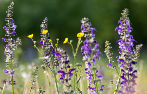 Bild-Nr: 10520737 Blumenwiese Erstellt von: Stephanie Stephanie Dannecker