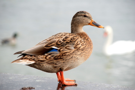 Bild-Nr: 10521685 Stockente Erstellt von: GUGIGEI