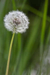 Bild-Nr: 10522847 Pusteblume Erstellt von: Stephanie Stephanie Dannecker