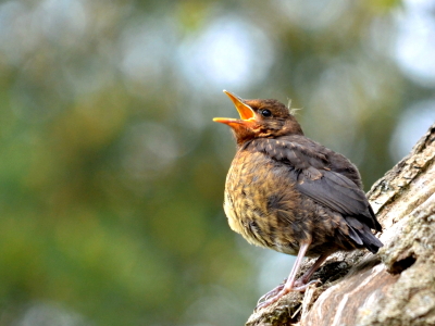 Bild-Nr: 10522883 Mutti wo bist du Erstellt von: Ostfriese