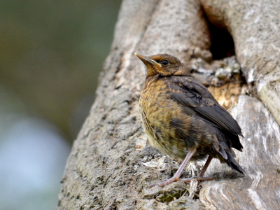 Bild-Nr: 10522905 Im Schutz der Natur Erstellt von: Ostfriese