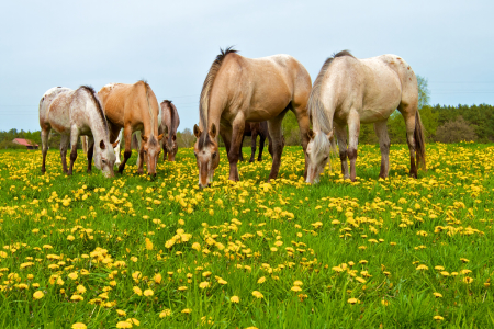 Bild-Nr: 10524151 Blumenkinder Erstellt von: Jens Kalanke