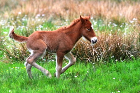 Bild-Nr: 10524331 Erste Spurtversuche Erstellt von: Ostfriese