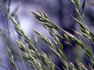 Bild-Nr: 10524419 Wiesengräser Erstellt von: Renate Knapp