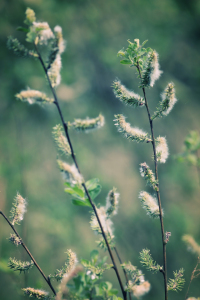 Bild-Nr: 10525295 Naturerwachen Erstellt von: FotoDeHRO