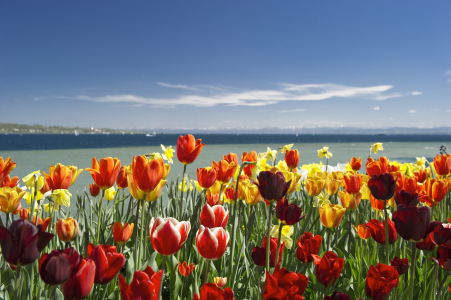 Bild-Nr: 10528033 Bodenseefrühling Erstellt von: danielschoenen