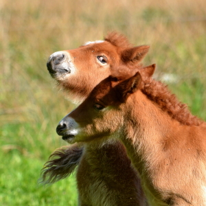 Bild-Nr: 10528653 Haste was verbrochen..?? Erstellt von: Ostfriese