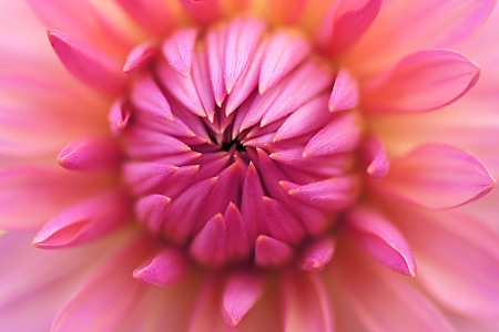 Bild-Nr: 10528685 Blütenstern Erstellt von: youhaveadream