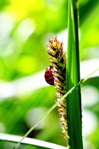 Bild-Nr: 10529331 Grasblüte Erstellt von: falconer59