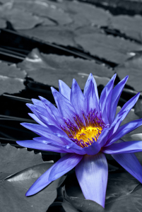 Bild-Nr: 10530017 Seerose Erstellt von: DesignWindmill