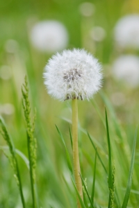 Bild-Nr: 10531281 Pusteblume Erstellt von: Elvira Seiler