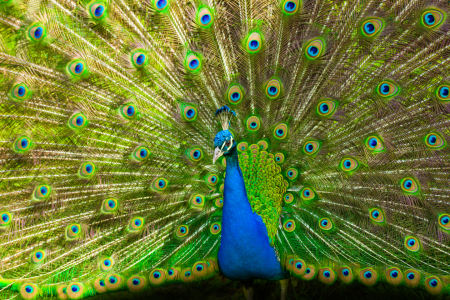 Bild-Nr: 10531775 Blauer Pfau (Pavo cristatus)  Erstellt von: Thomas Splietker