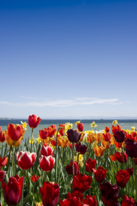 Bild-Nr: 10535103 Bodensee und Tulpen Erstellt von: danielschoenen