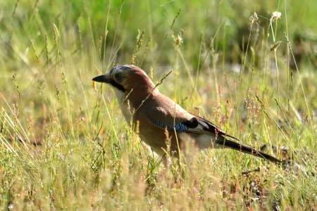 Bild-Nr: 10537569 Leckerbissen Erstellt von: Ostfriese