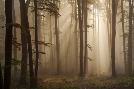 Bild-Nr: 10537815 Waldlicht Erstellt von: Irma Warth