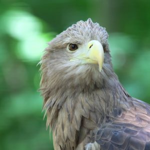 Bild-Nr: 10537981 Seeadler Erstellt von: FotoDeHRO