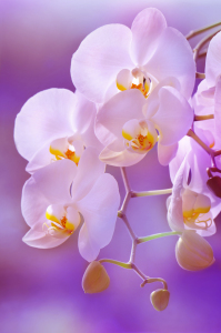 Bild-Nr: 10538707 Orchidee Erstellt von: Atteloi