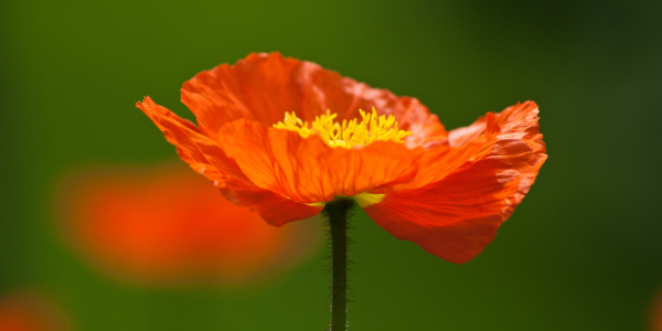 Bild-Nr: 10540461 roter Islandmohn Erstellt von: Anja Schäfer