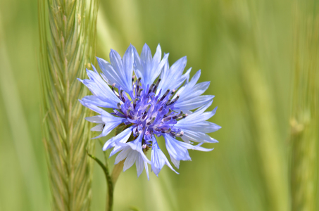 Bild-Nr: 10540567 Kornblume Erstellt von: Atteloi