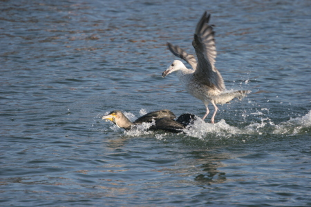 Bild-Nr: 10542079 Surfer Erstellt von: FotoDeHRO