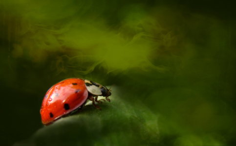 Bild-Nr: 10542417 Glückskäfer Erstellt von: Heike  Hultsch