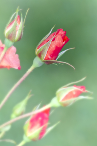 Bild-Nr: 10542653 Rote Rosen Erstellt von: Melanie Viola