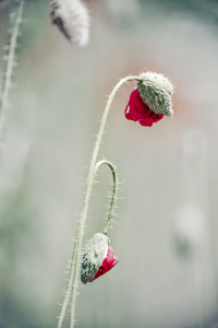 Bild-Nr: 10543223 poppy : study IV Erstellt von: Timo Geble