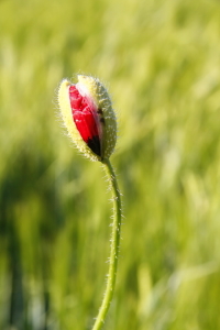 Bild-Nr: 10544995 Poppy in the barley field Erstellt von: fotoping