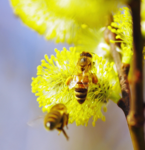 Bild-Nr: 10545231 Bienen Erstellt von: Tanja Riedel