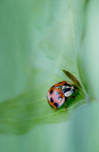 Bild-Nr: 10545839 Glückskäfer Erstellt von: Heike  Hultsch