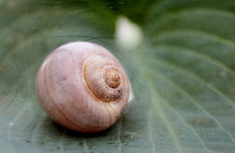Bild-Nr: 10547029 Schneckenstillleben Erstellt von: Heike  Hultsch