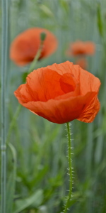 Bild-Nr: 10548517 Mohnblume Erstellt von: Just4fun38