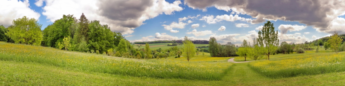 Bild-Nr: 10548567 Summer meadow Erstellt von: fotoping