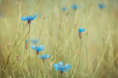 Bild-Nr: 10548793 Kornblumen Erstellt von: mexi-photos