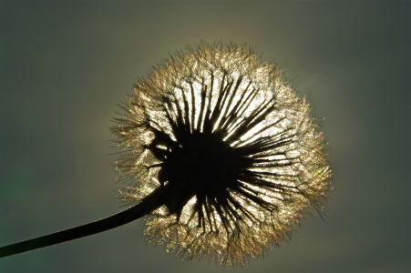 Bild-Nr: 10548961 Blume Erstellt von: schub1973