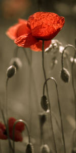 Bild-Nr: 10549715 roter Mohn Erstellt von: mexi-photos