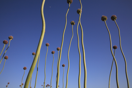 Bild-Nr: 10549879 Knoblauchblüte Erstellt von: Taurus