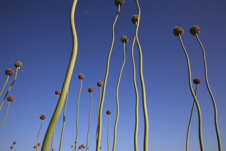 Bild-Nr: 10549879 Knoblauchblüte Erstellt von: Taurus