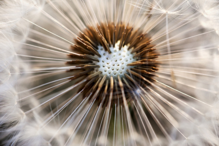 Bild-Nr: 10550585 Pusteblume Erstellt von: SABI-foto