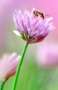 Bild-Nr: 10550711 Im Garten Erstellt von: Atteloi