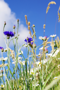 Bild-Nr: 10551231 Blumenwiese Erstellt von: Tanja Riedel