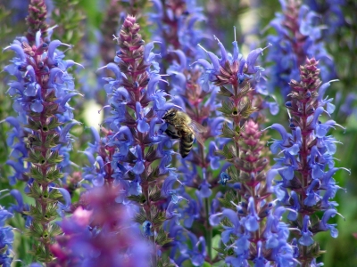 Bild-Nr: 10551307 Bienen Erstellt von: Renate Knapp