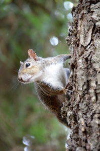 Bild-Nr: 10551487 Squirrel Erstellt von: homergw