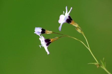 Bild-Nr: 10551599 Wildflower Erstellt von: Renate Knapp