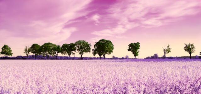 Bild-Nr: 10551915 Pink Erstellt von: Atteloi