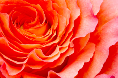 Bild-Nr: 10551971 Rose Erstellt von: Angela  Dölling