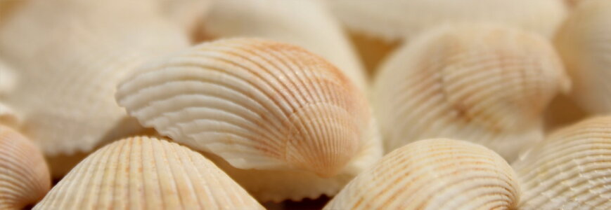 Bild-Nr: 10553201 Muschelpanorama Erstellt von: Heike  Hultsch
