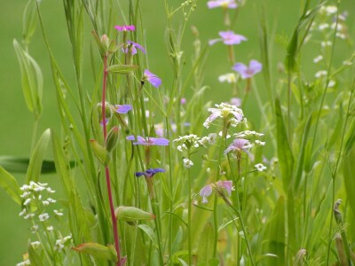 Bild-Nr: 10553279 Wildblumen Erstellt von: Renate Knapp