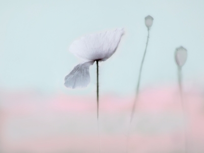 Bild-Nr: 10553929 Poppy Dreams Erstellt von: Renate Knapp